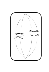 conduct normal cell division 3